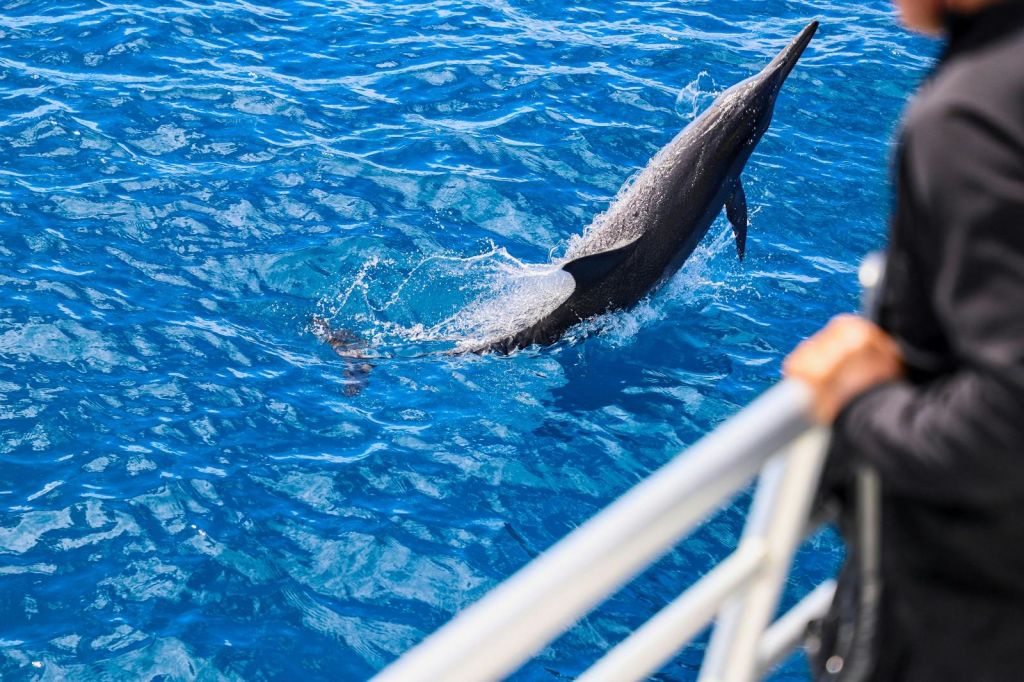 보트 난간 옆 바다에서 돌고래가 뛰어내리고 물방울이 튀고 있습니다.