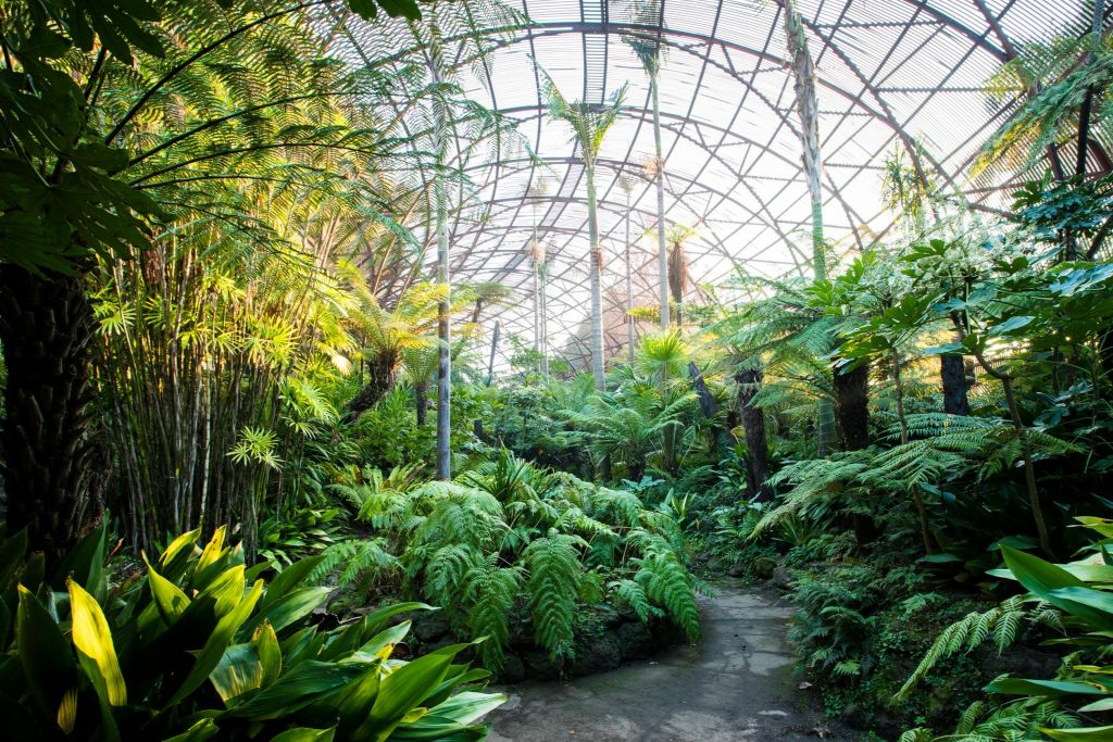 Rippon Lea Estate Fernery