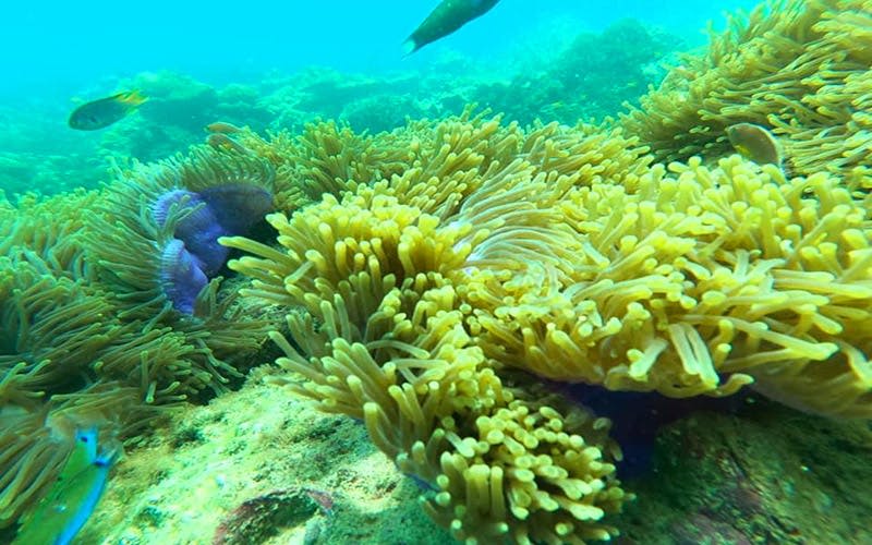 맑고 푸른 물과 함께 활기찬 수중 장면에서 밝은 노란색 바다 아네모네.