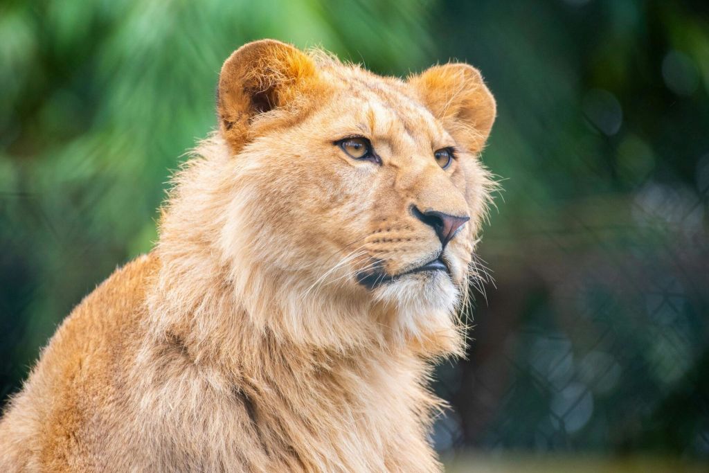 암네빌 동물원 사자