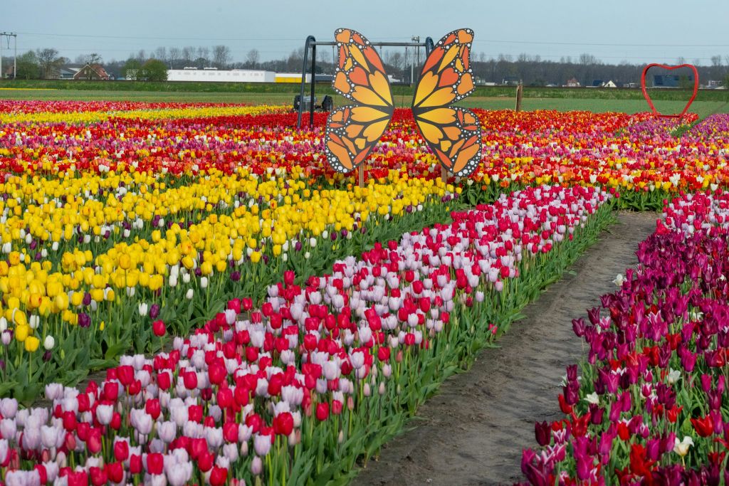 튤립 헛간에서 사진 촬영하기