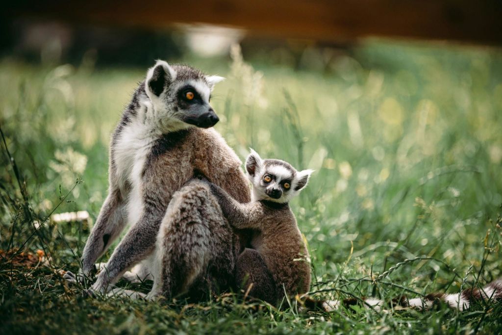 여우원숭이 엄마와 아기가 잔디밭에 앉아 있고, 아기가 엄마의 등에 매달려 카메라를 바라보고 있습니다.