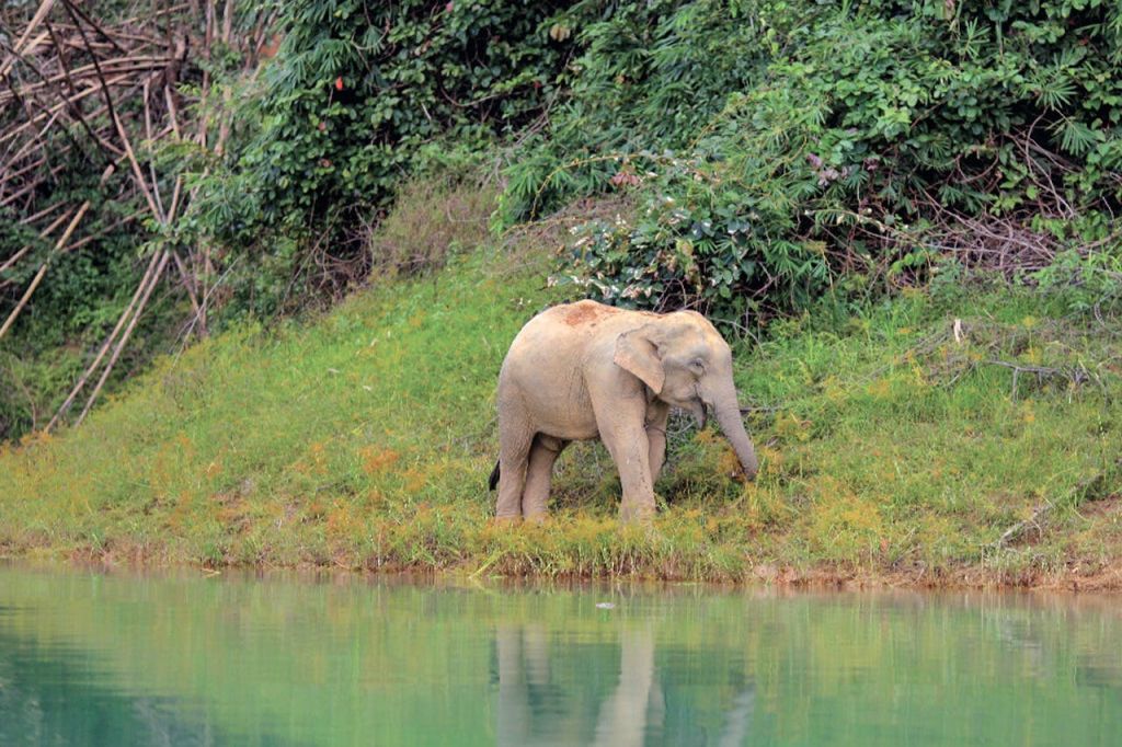 "와일드 원더스 어웨이트: 장엄한 코끼리와 우연한 만남"