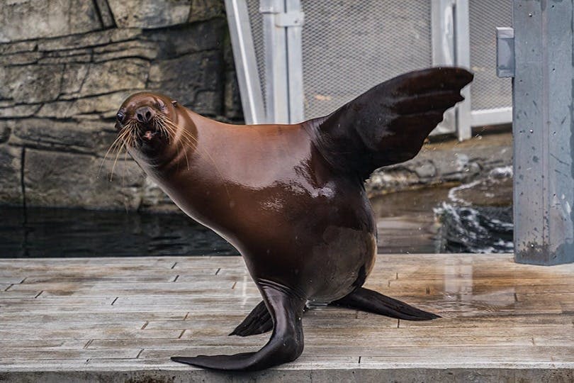 밴쿠버아쿠아리움