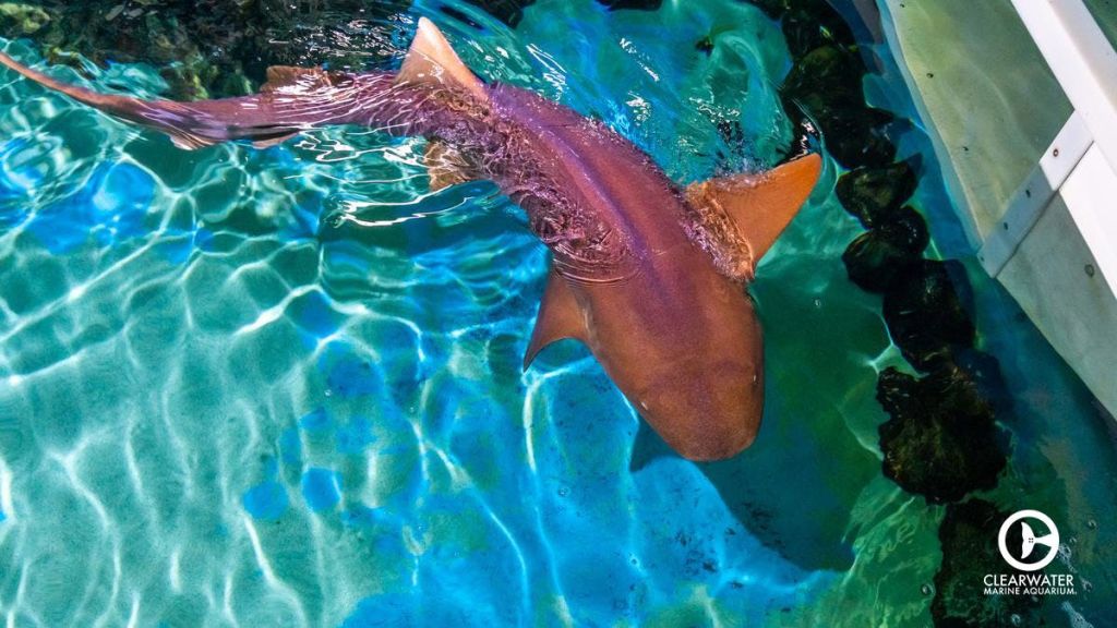 간호사 상어가 햇빛이 수면에서 반사되는 맑고 푸른 색조의 수족관 탱크에서 헤엄치고 있습니다.