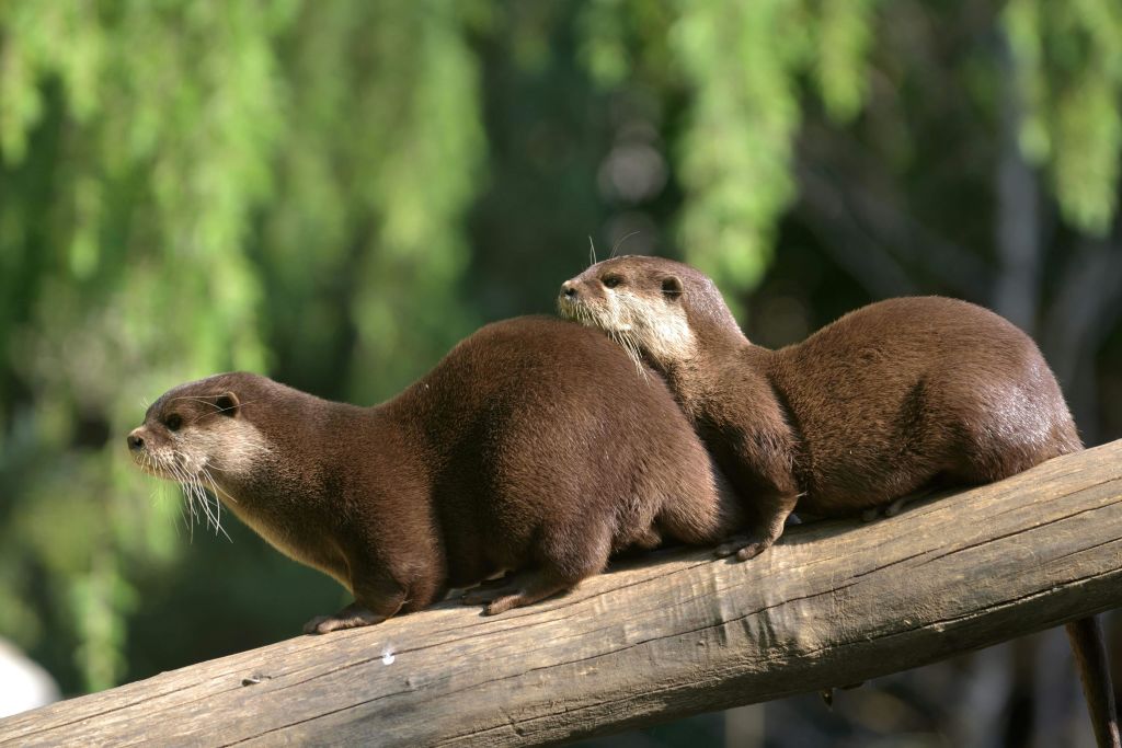 초록색 배경이 흐릿한 통나무 위에 두 마리의 수달이 가까이 서 있습니다.