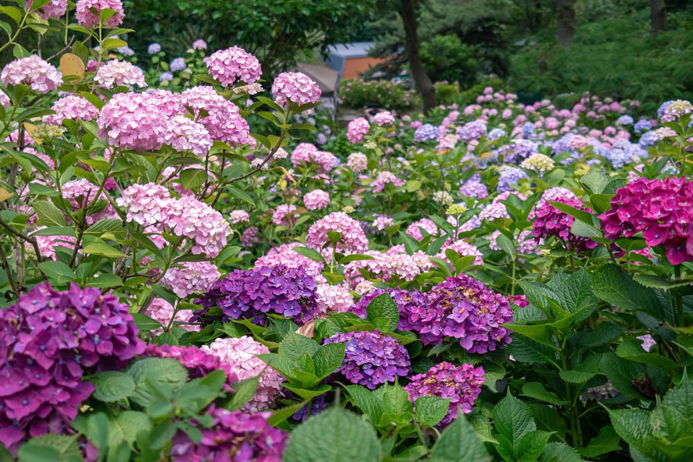 알록달록한 수국을 배경으로 남기는 예쁜 기념사진