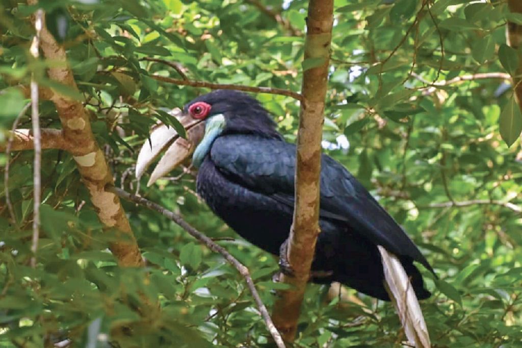 "깃털과 비행: 마제스틱 혼빌을 포함한 조류 심포니 체험"
