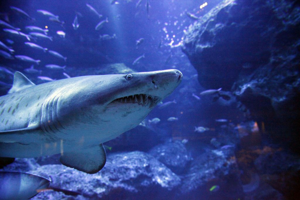 바위 지층을 배경으로 짙푸른 수중 환경에서 작은 물고기들 사이를 헤엄치는 커다란 상어.