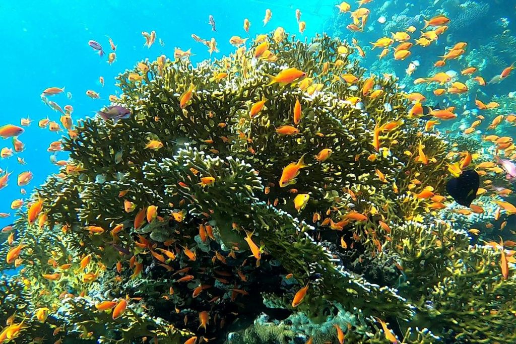 마르사 무바라크 산호 정원