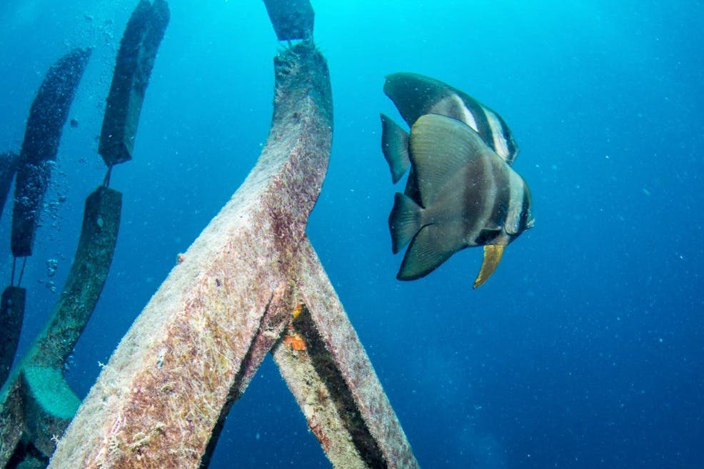 맑고 푸른 물에 잠긴 조류로 덮인 금속 구조물 근처에서 헤엄치는 두 마리의 물고기.