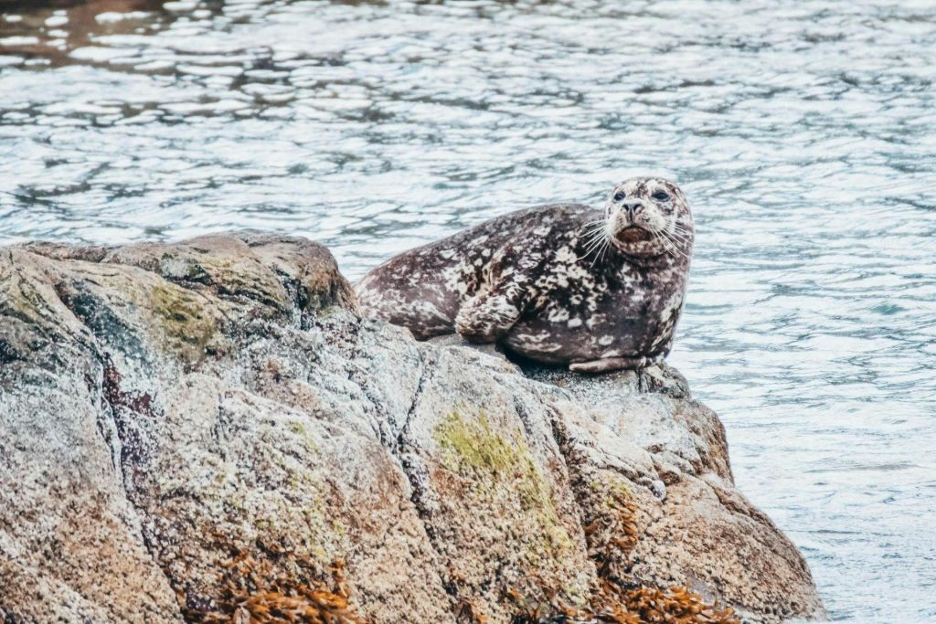 빅토리아 고래 시계 반일 투어