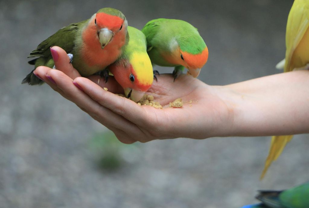 사람의 손에서 먹이를 먹는 세 마리의 알록달록한 새. 새들은 녹색, 노란색, 주황색 깃털을 가지고 있습니다.