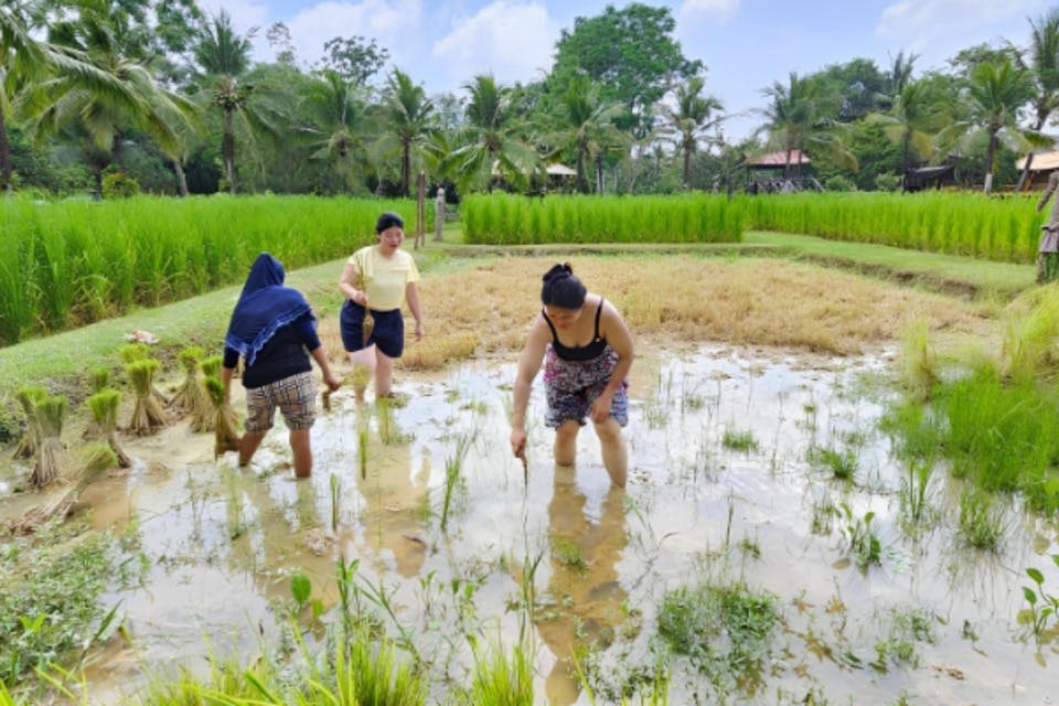논을 탐험하고 벼를 심는 데 사용 된 오랜 방법을 목격하십시오.
