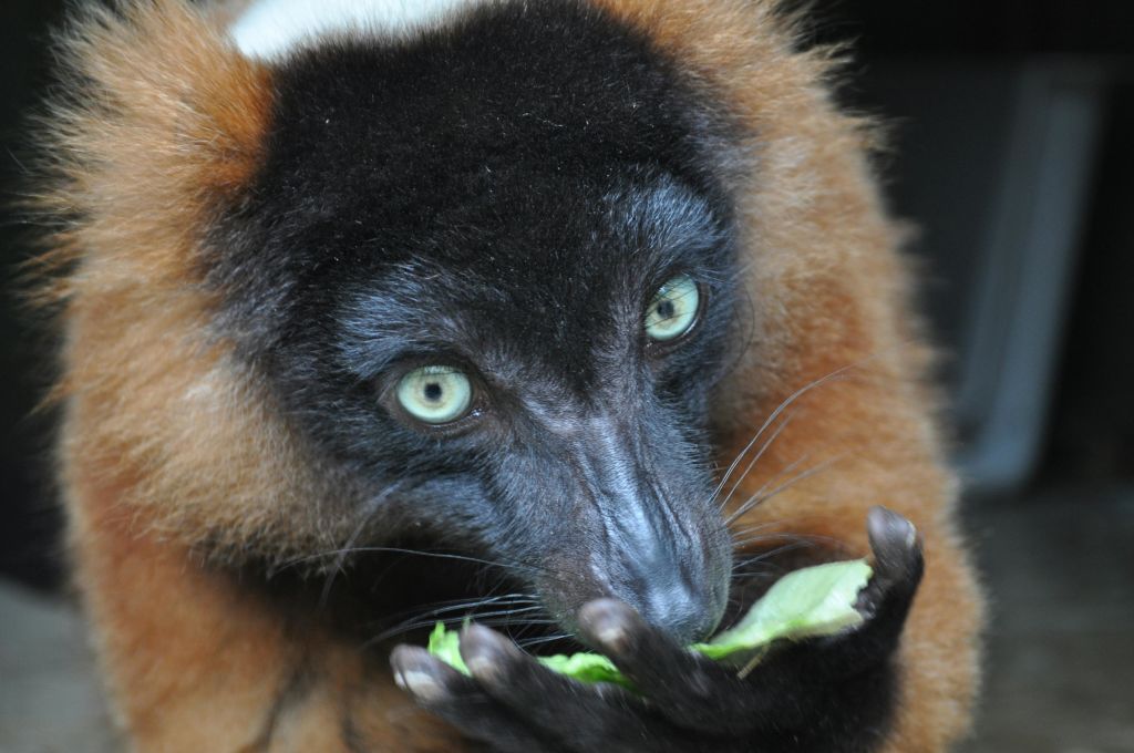 양상추를 먹고 있는 붉은목도리여우원숭이의 클로즈업이 강렬한 시선과 털복숭이를 보여줍니다.