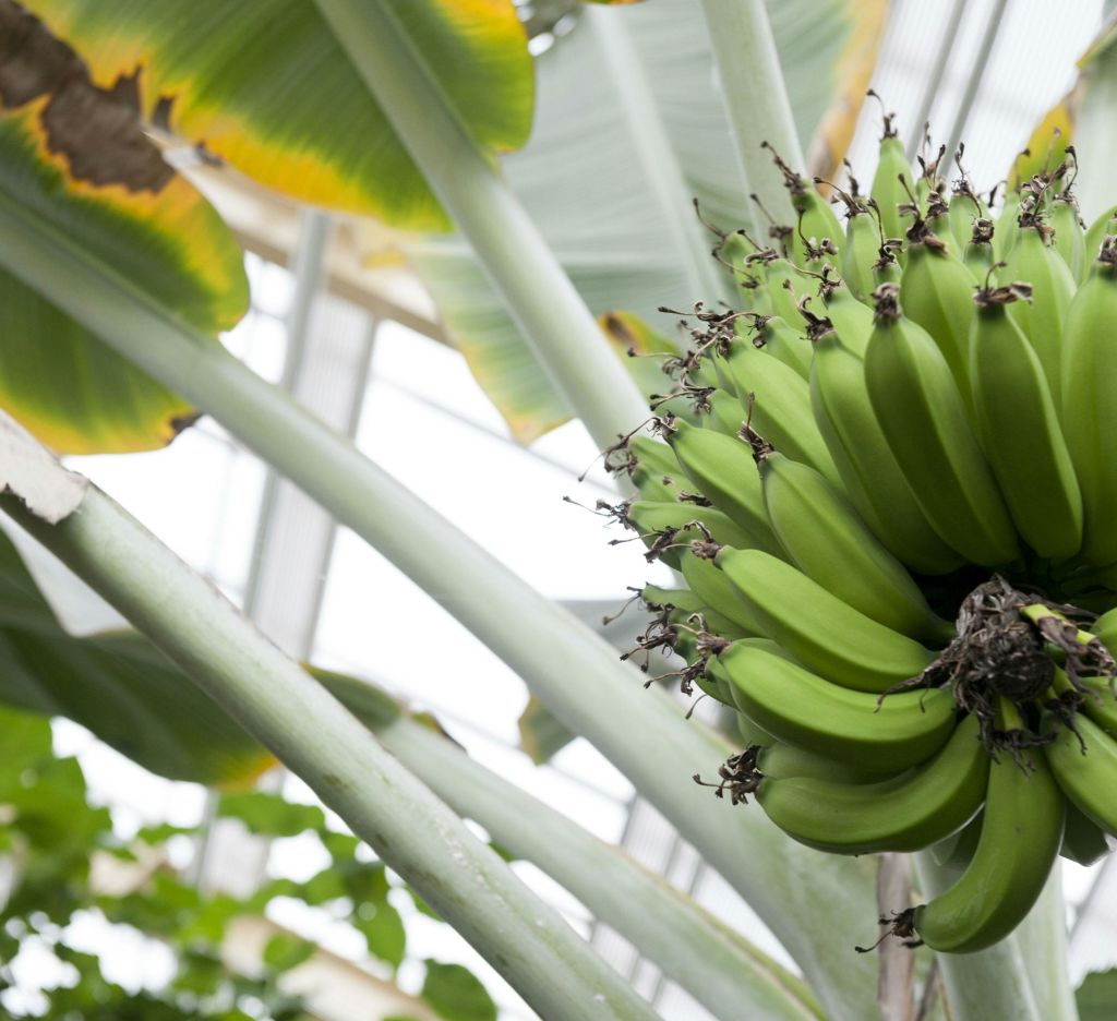 온실 환경에서 잎이 큰 식물에 매달린 녹색 바나나 무리.