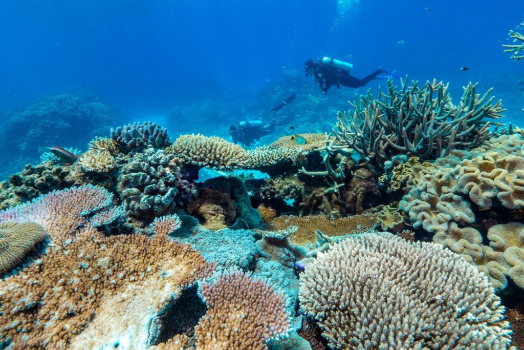 다양한 종류의 산호와 세 명의 다이버가 수영하는 맑고 푸른 물 아래 산호초.