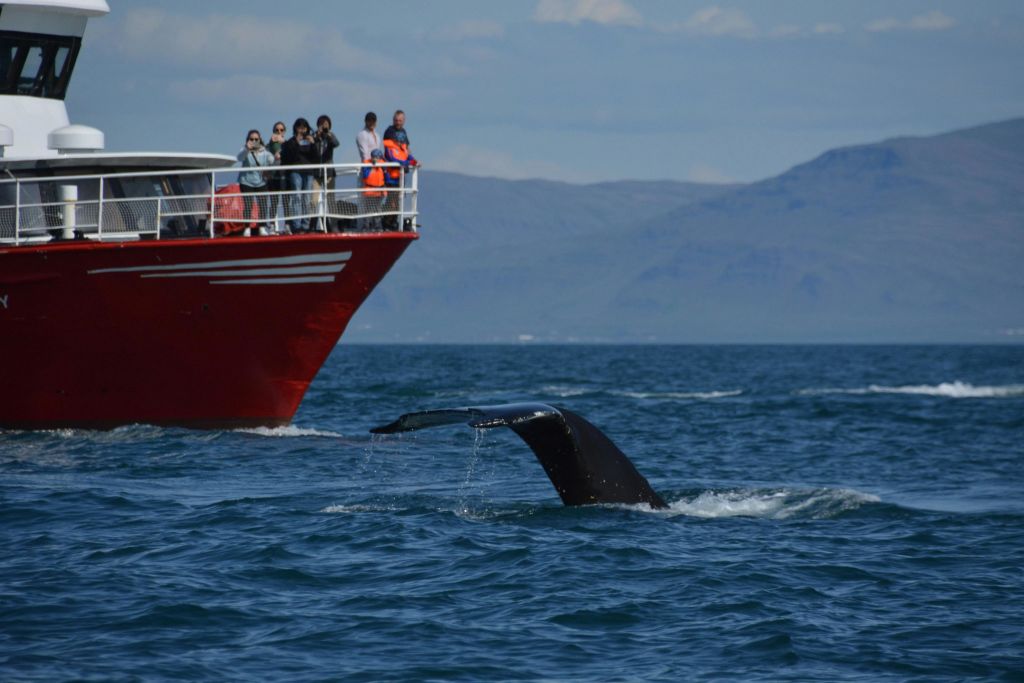 혹등고래의 꼬리가 다이빙을 하러 갑니다. 활에 고래 관찰자 몇 명이 타고 있는 붉은 보트가 배경에 있습니다.