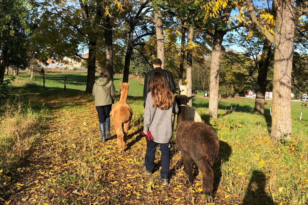 화창한 날 낙엽과 가을색 사이에 세 명의 알파카가 있는 숲 속을 걷는 세 사람.