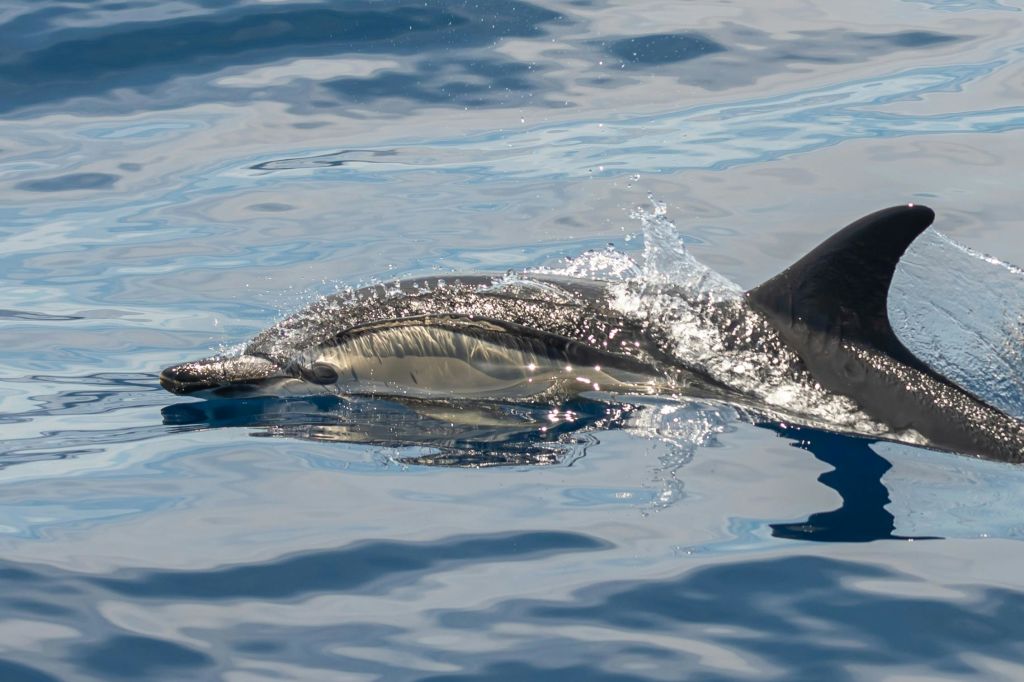 아비스타미엔토 데 운 델핀 데스데 엘 바르코