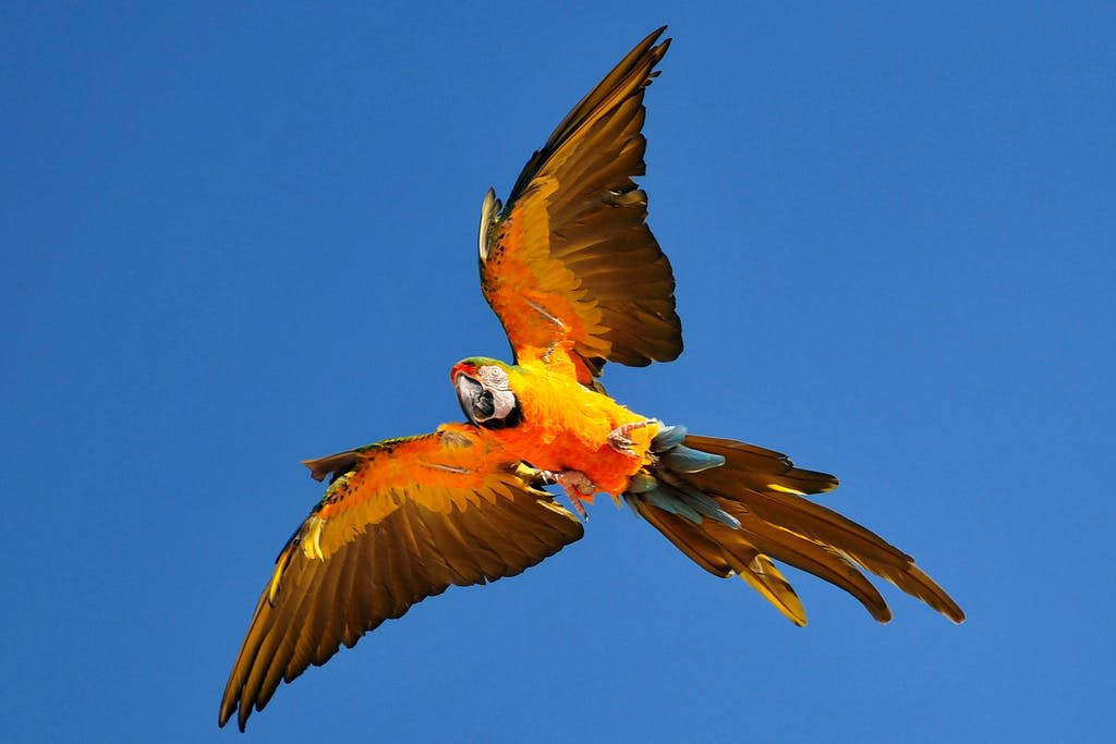 맑고 푸른 하늘을 배경으로 날개가 뻗은 밝은 색의 마코.