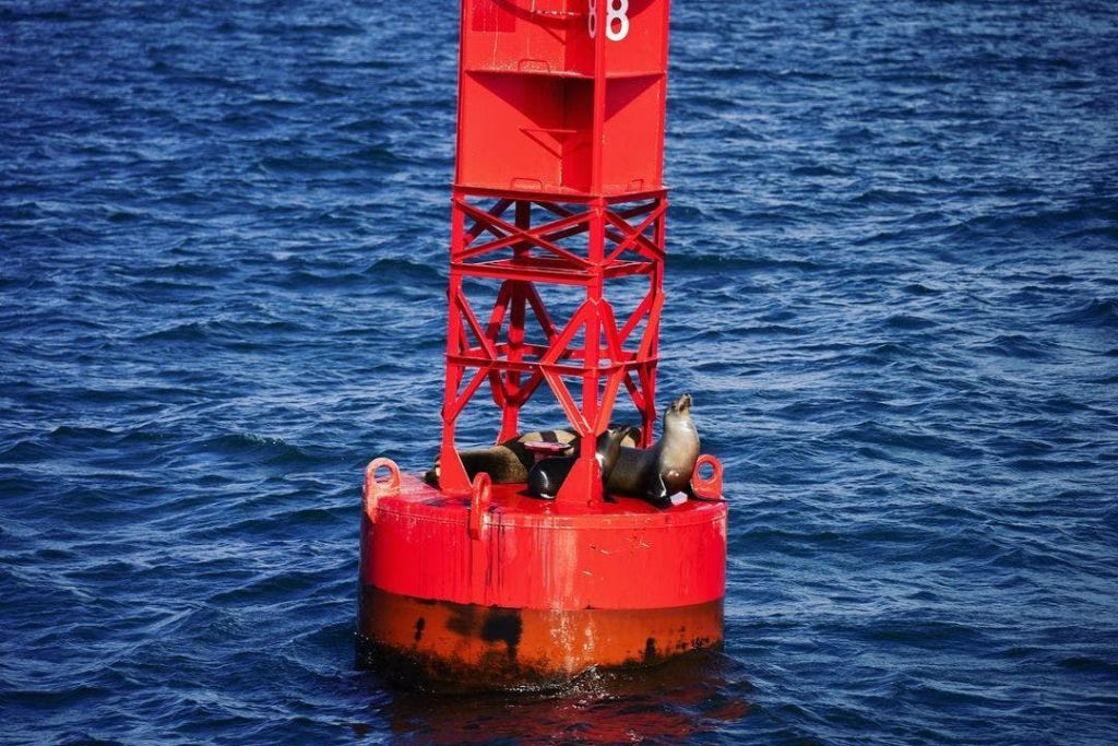 바다의 빨간색과 주황색 부표 위에 세 마리의 바다사자가 서 있습니다.