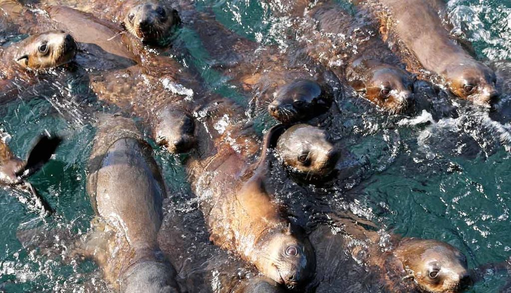맑고 물결치는 물속에서 머리와 몸이 부분적으로 보이는 여러 마리의 바다사자가 가까이서 헤엄치고 있습니다.