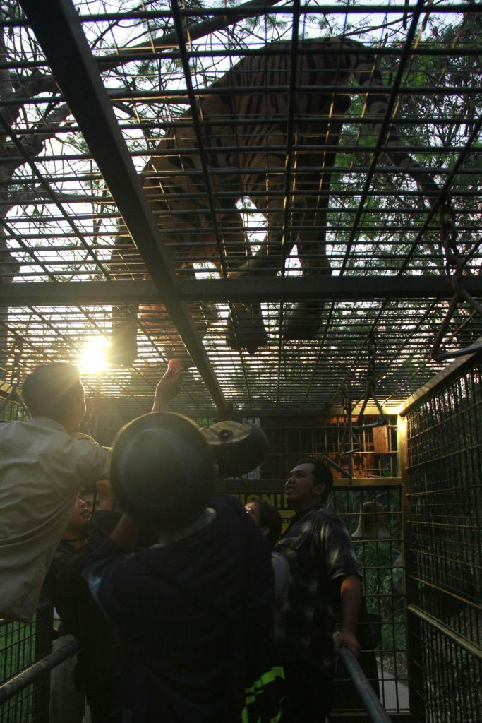 숲이 우거진 곳에 있는 금속 케이지 위로 호랑이가 걸어가는 것을 여러 사람이 목격하고 있는데, 단풍 사이로 햇빛이 쏟아져 들어옵니다.