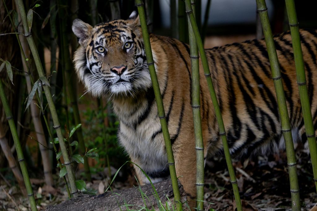 애틀란타 동물원