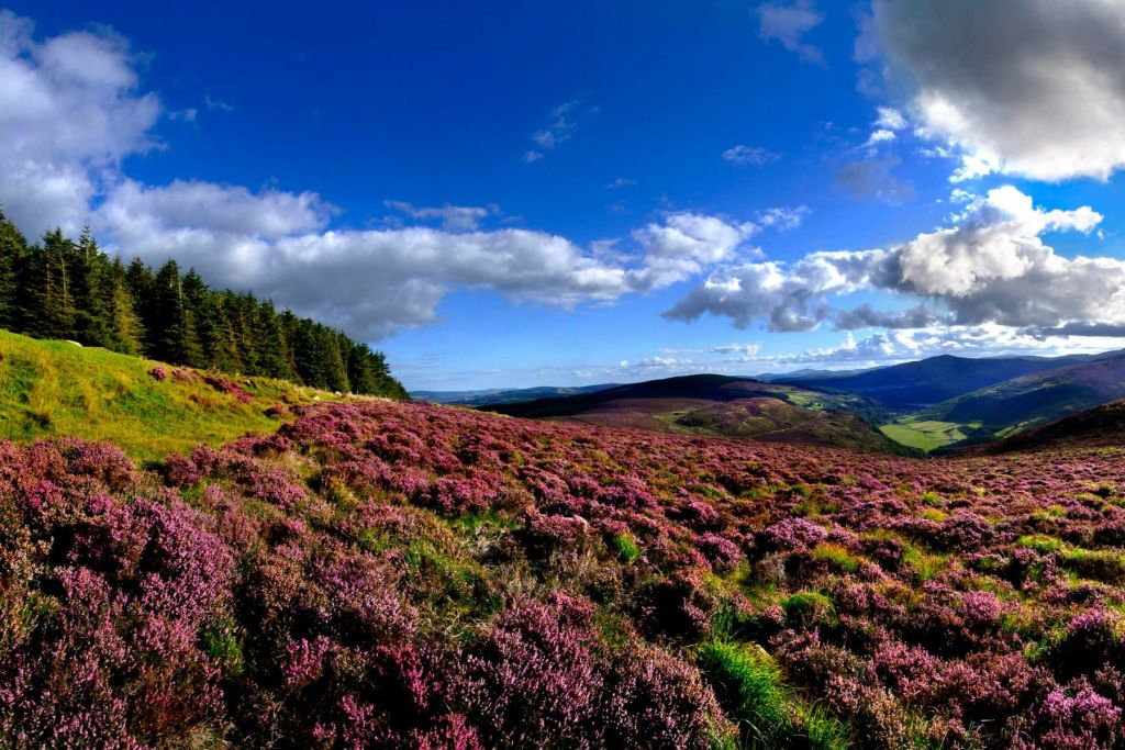 위클로 산맥 (Wicklow Mountains, Co. Wicklow) 의 모습