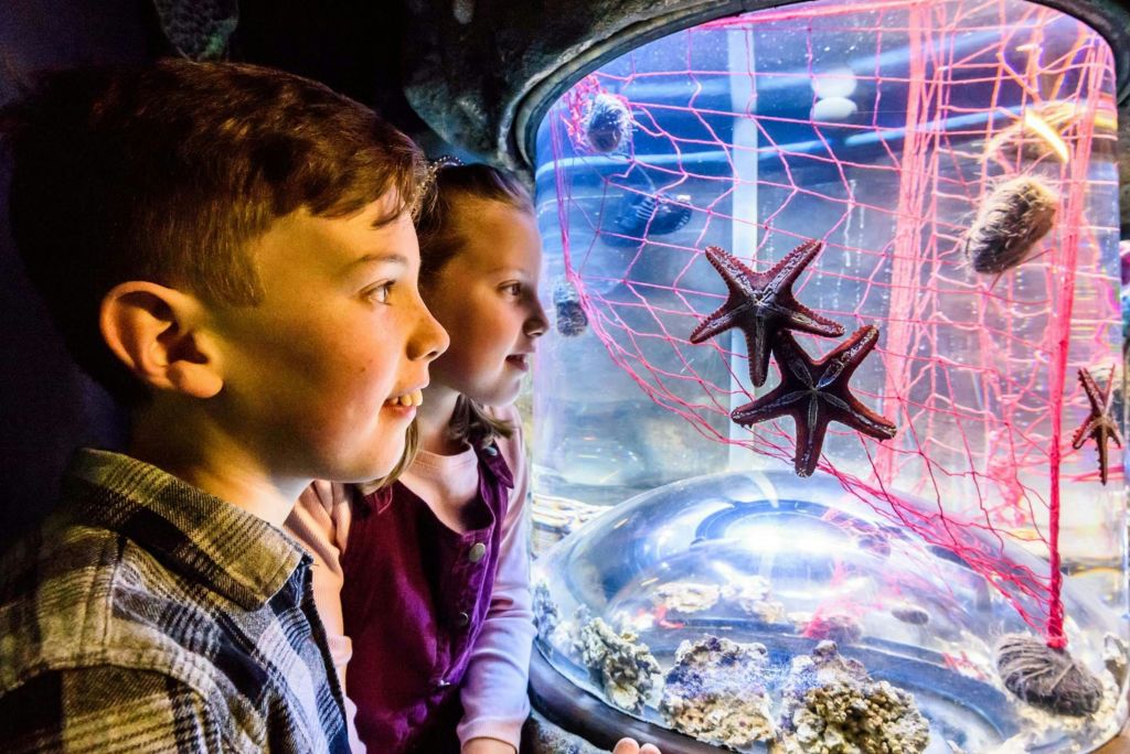 두 어린이는 수족관 창문을 통해 바다 생물을 열심히 관찰하며 불가사리와 성게를 볼 수 있습니다.