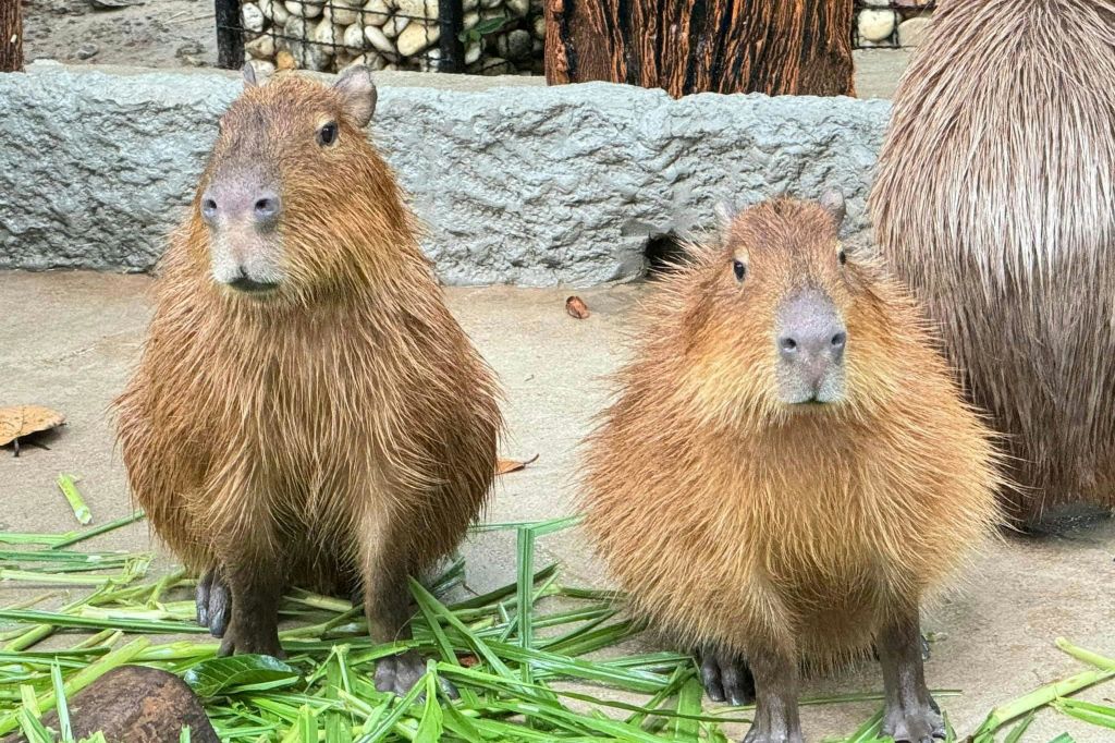 파타야 카오커우 오픈 동물원