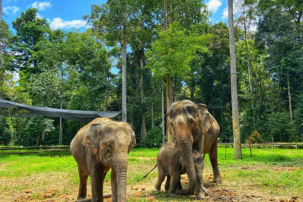 쿠알라간다 코끼리 보호구역 투어 - 공유 투어 - 참여 투어