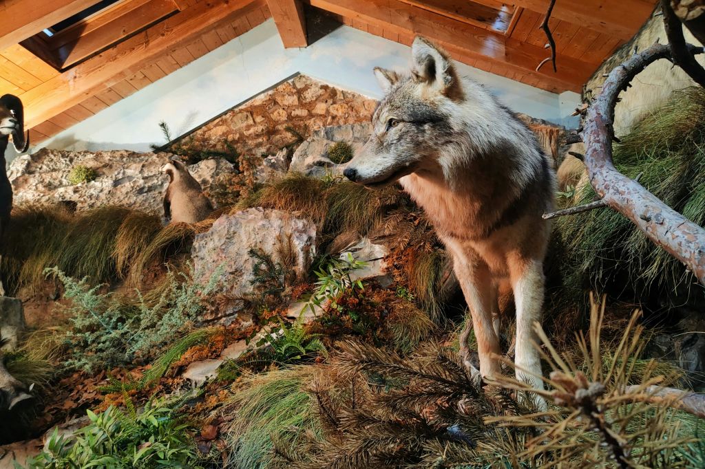 방 안의 디오라마 "늑대의 귀환"