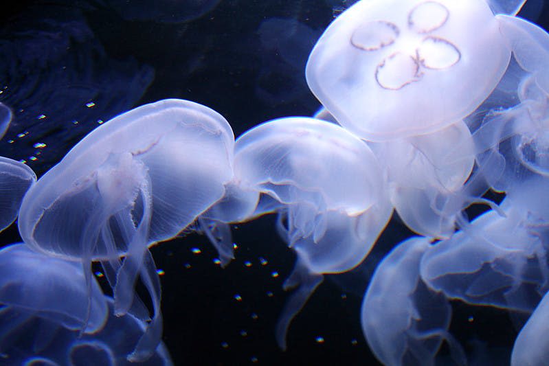 아쿠아리움 오브 더 베이