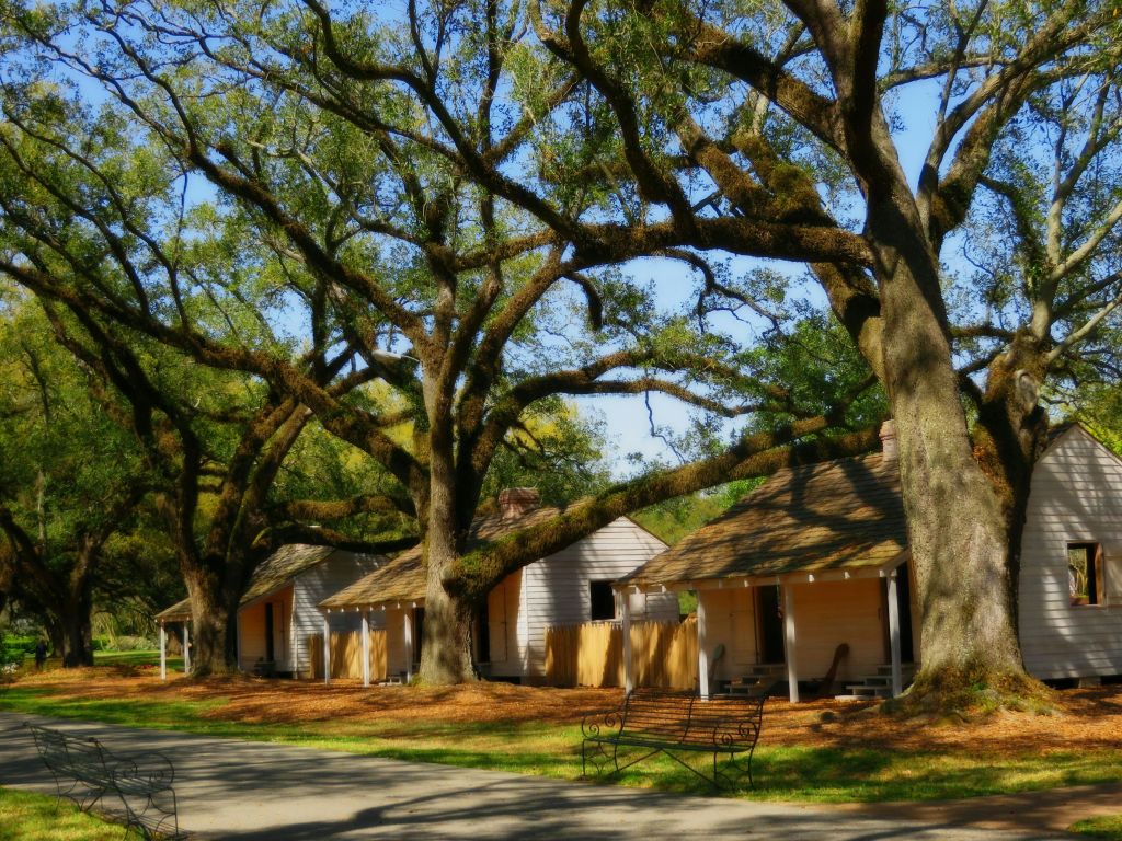 세 개의 작은 흰색 나무 오두막이 벤치와 통로가 있는 커다란 오크 나무 아래에 자리하고 있습니다.