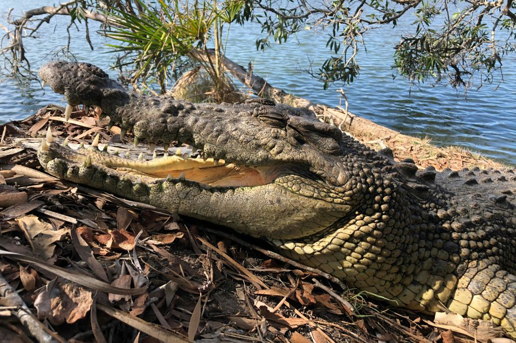 악어가 마른 잎과 초목으로 둘러싸인 호숫가에서 입을 벌리고 있습니다.
