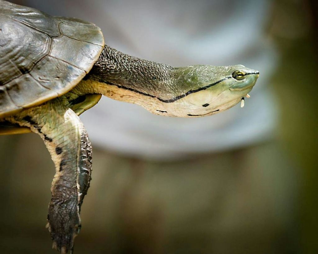토르투가/거북이