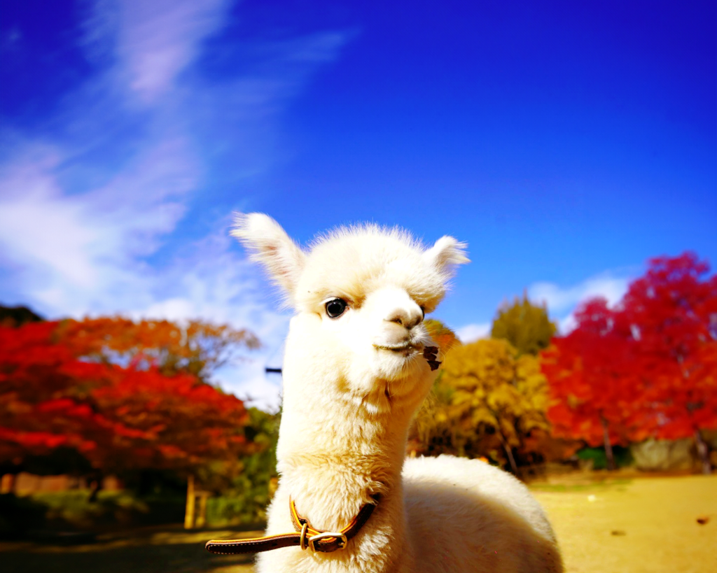 Nami Island · Alpaca World PrivateTour