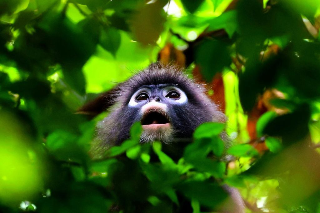 전용 롱테일 보트에서 현지 야생 동물을 찾아보세요.