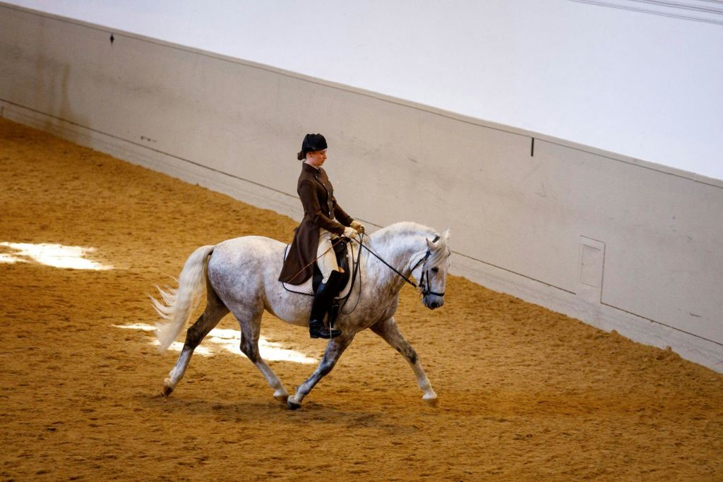 정식 승마 복장을 한 사람이 모래가 깔린 실내 경기장에서 백마를 타고 있습니다.