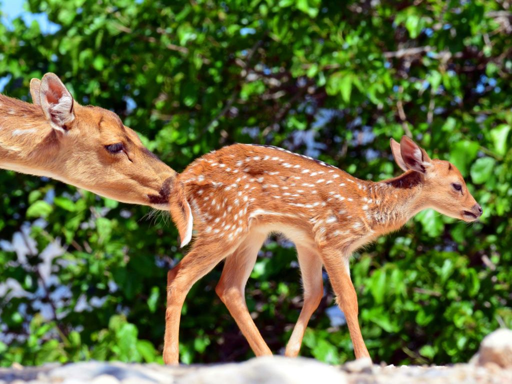어미 사슴이 푸른 단풍을 배경으로 하얀 반점이 있는 새끼 사슴을 물고 있습니다.