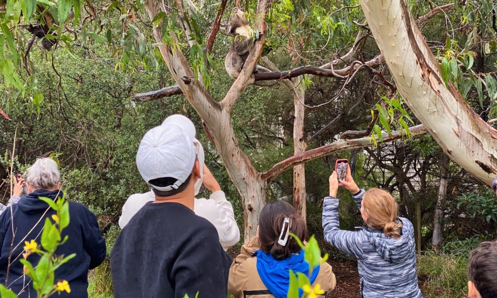 녹음으로 둘러싸인 나무에 앉아 코알라 사진을 찍는 사람들.