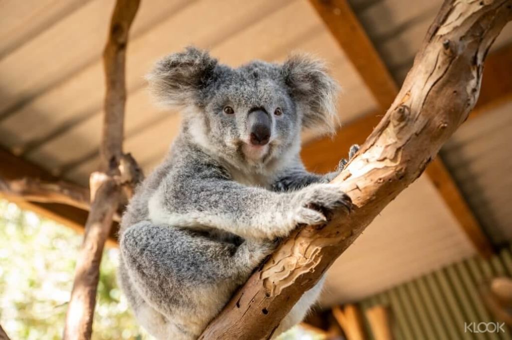Featherdale Sydney Wildlife Park는 동물 애호가와 야생 동물 애호가가 꼭 방문해야 할 명소입니다.