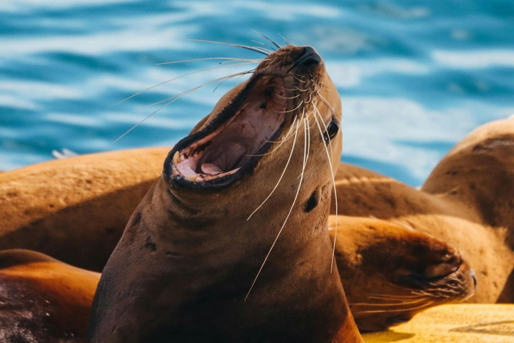 빅토리아 고래 시계 반일 투어