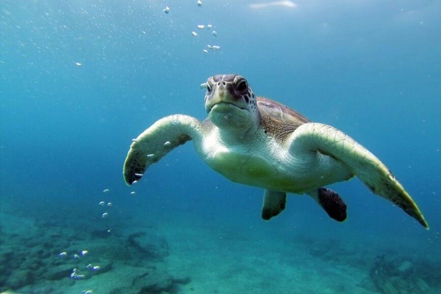 Canary turtle