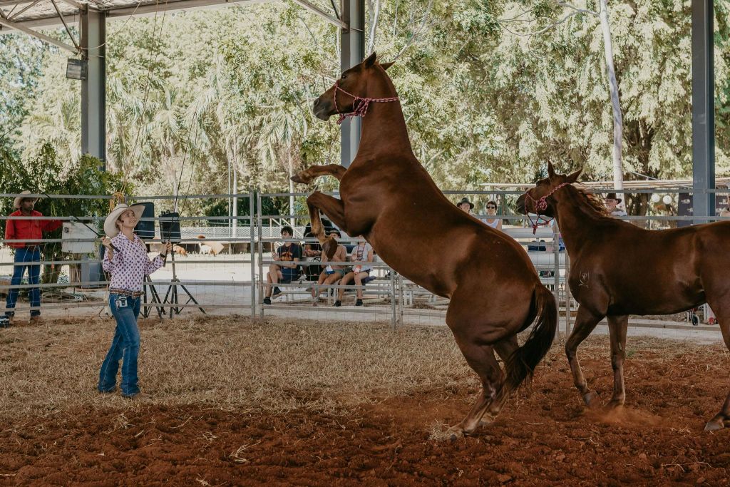한 사람이 실내 경기장에서 사육마를 안내하고 있으며, 근처에 다른 말이 있고 관람객이 배경에 앉아 있습니다.
