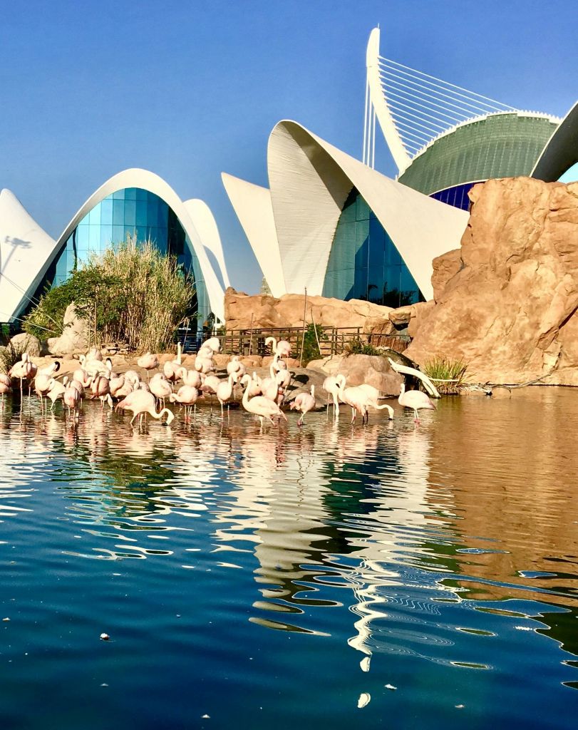 맑고 푸른 하늘 아래 현대적인 건축물과 바위 구조물을 배경으로 연못에서 플라밍고의 물결이 펼쳐집니다.