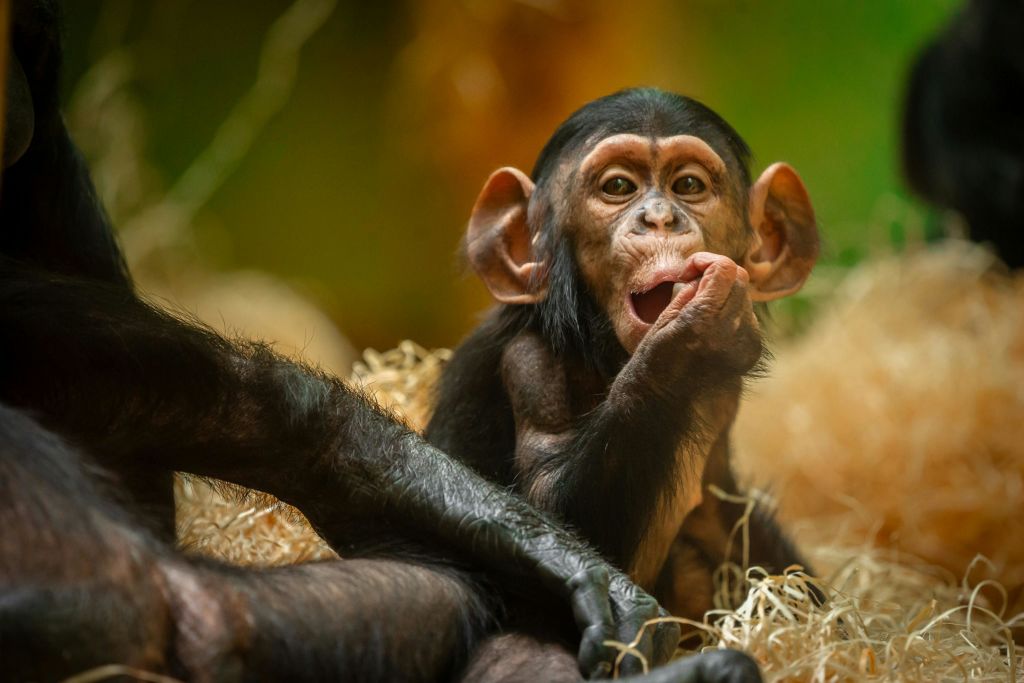 앤트워프 동물원의 작은 침팬지, 자바리