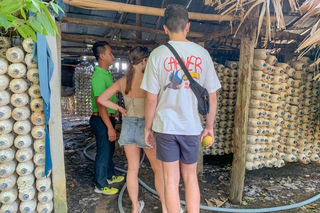 현지 버섯 농장 방문